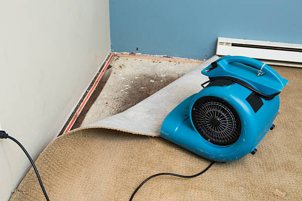 Best Ceiling water damage repair  in Lacoochee, FL